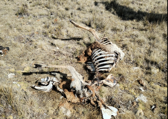 INESCRUPULOSOS ASESINARON MÁS DE VEINTE VICUÑAS PARA EXTRAER SU PRECIADA LANA